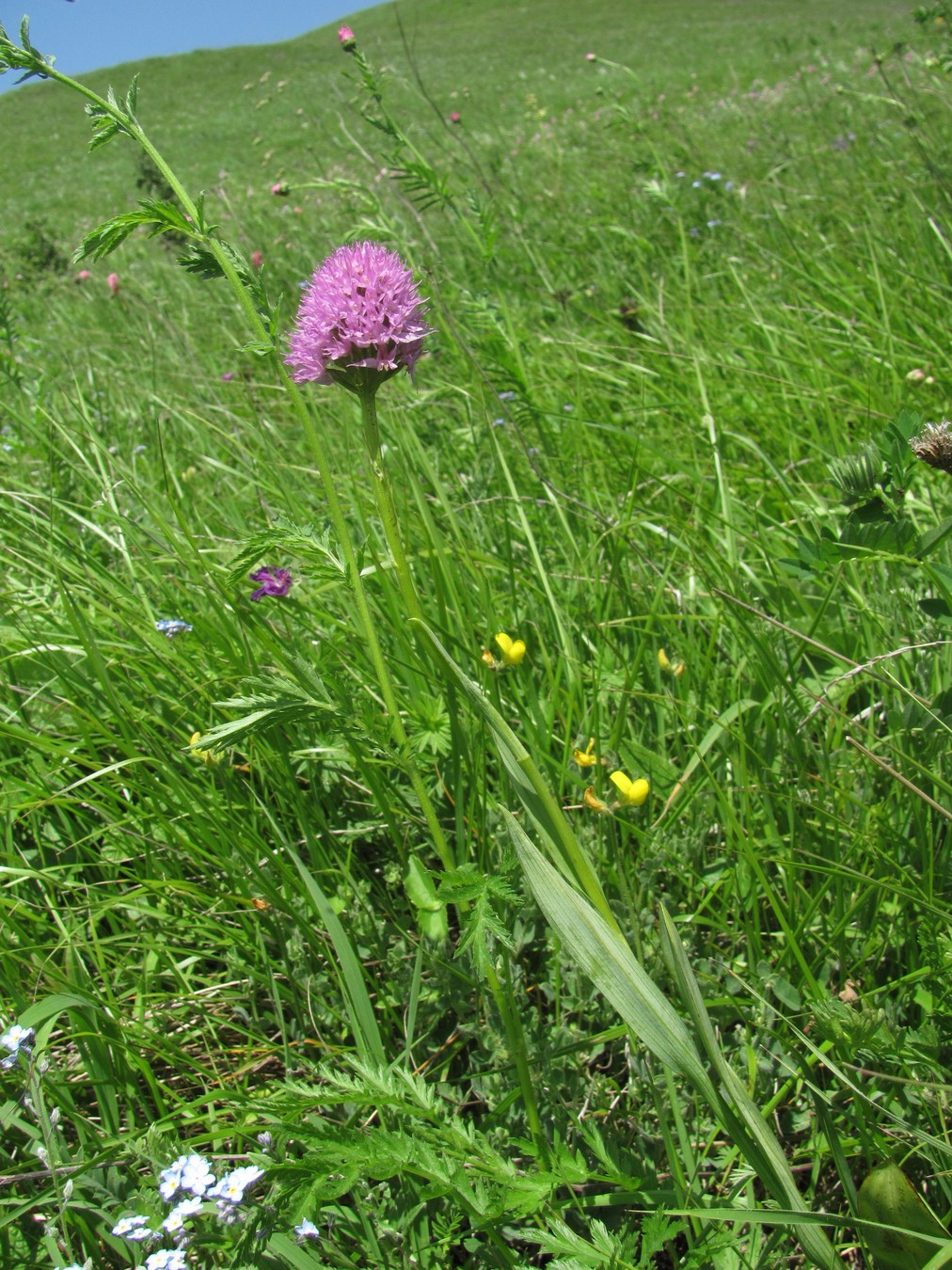 Image of Traunsteinera globosa specimen.