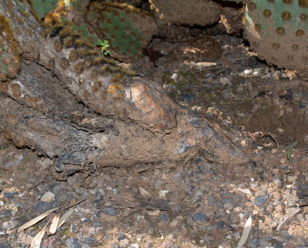 Image of Opuntia aciculata specimen.