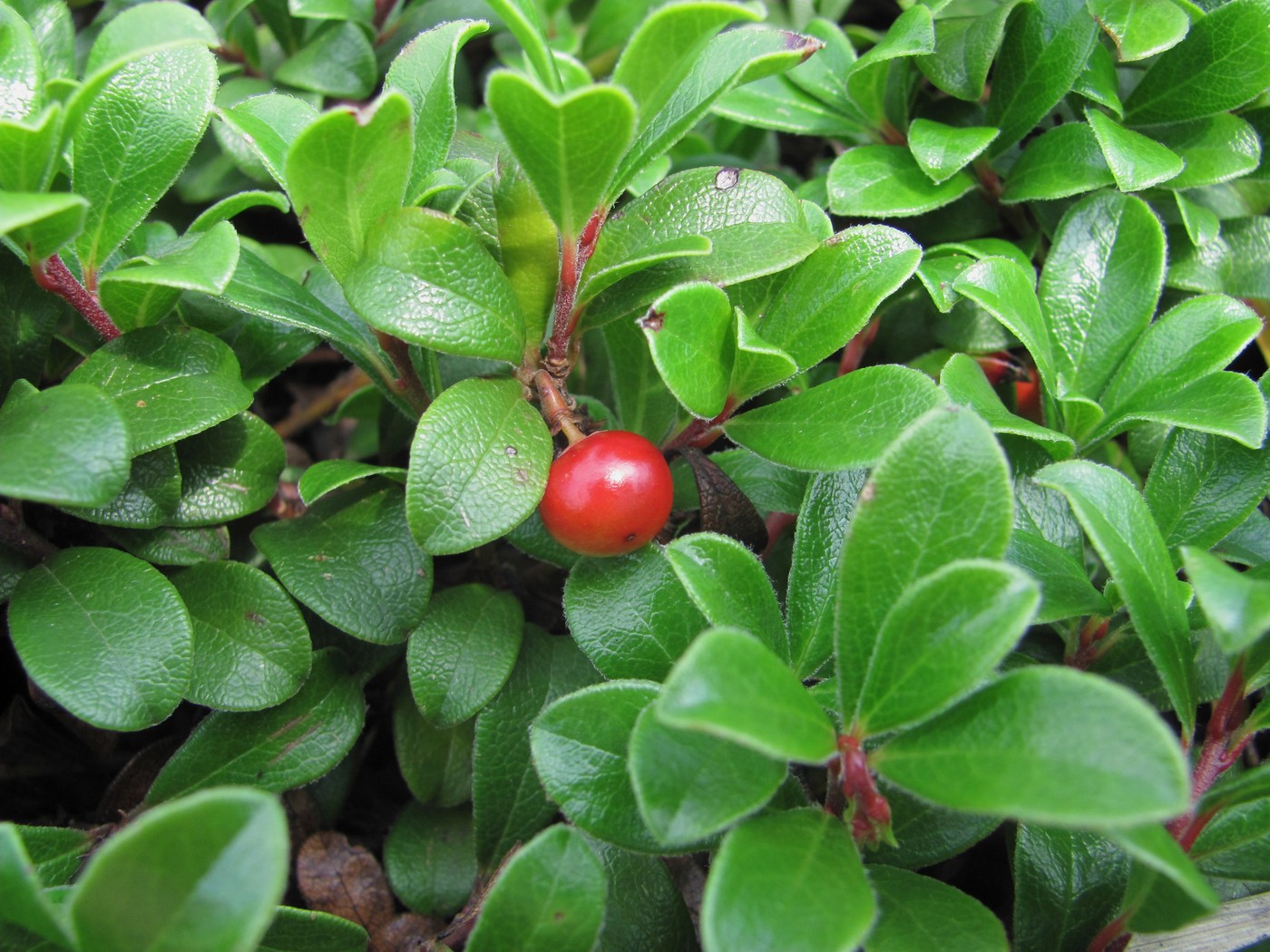 Изображение особи Arctostaphylos uva-ursi.