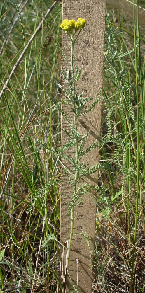 Изображение особи Achillea micrantha.