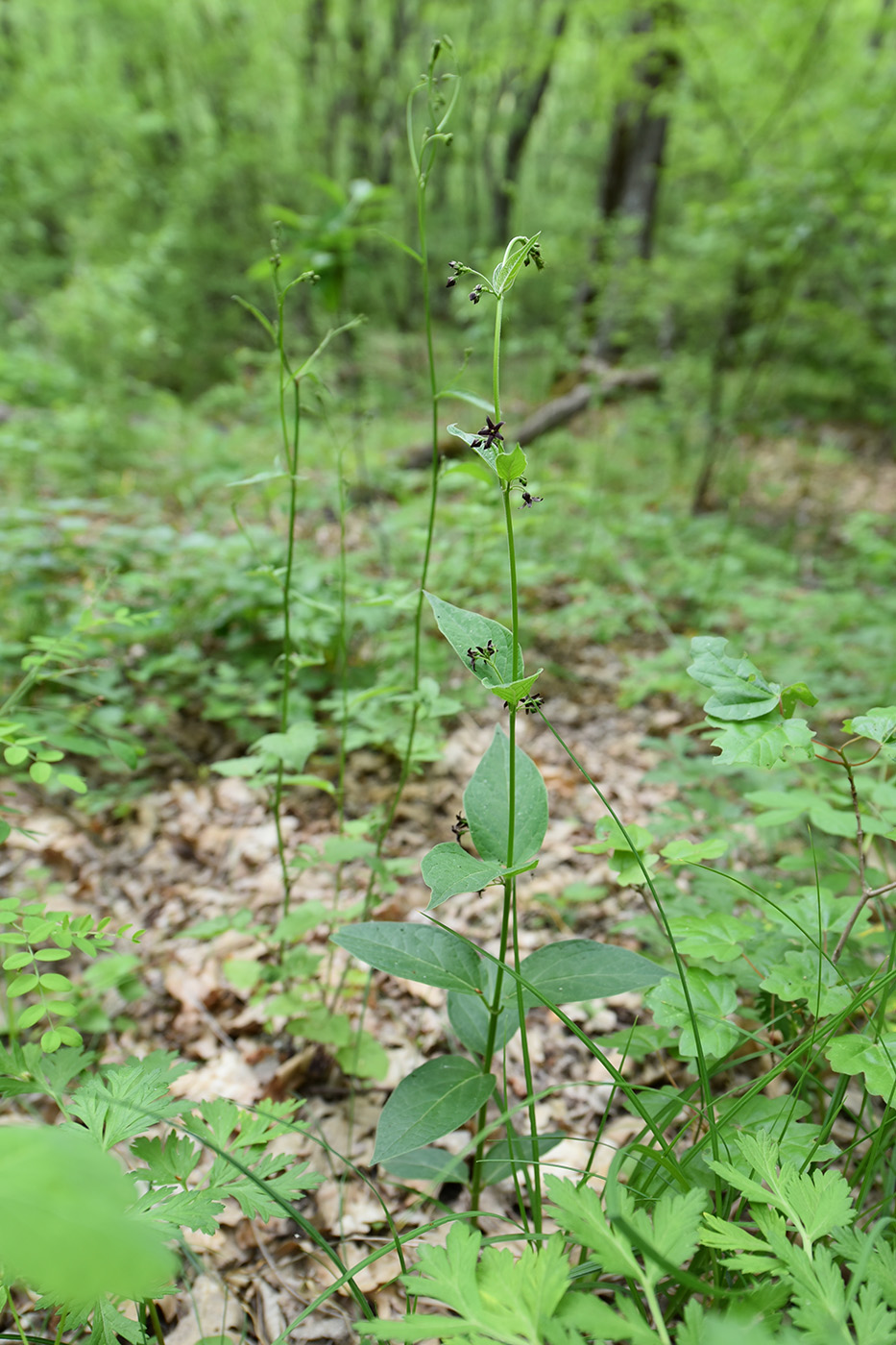 Image of Vincetoxicum scandens specimen.