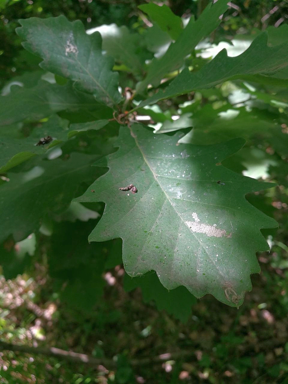 Изображение особи Quercus hartwissiana.