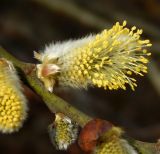 Salix caprea. Мужское соцветие. Москва, Битцевский лесопарк, смешанный лес. Апрель 2022 г.