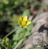 Ceratocephala orthoceras