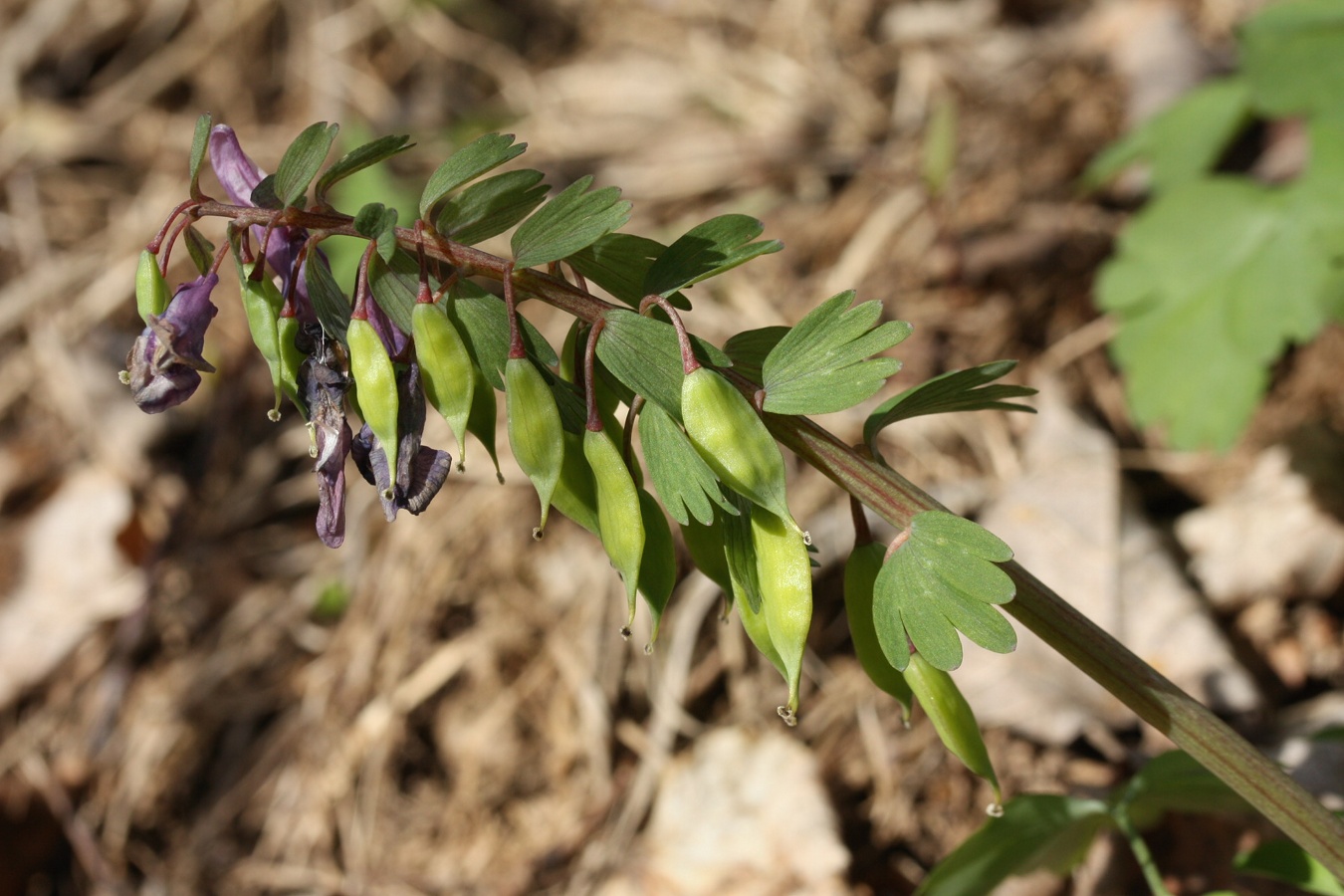 Image of Corydalis solida specimen.