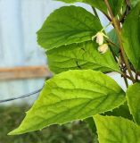 Schisandra chinensis. Цветки и листья. Смоленск, в культуре. Начало июня.