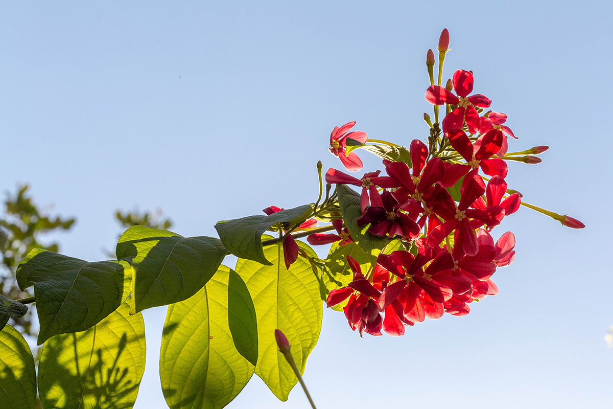 Image of Combretum indicum specimen.