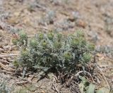 Ancathia igniaria. Зацветающее растение. Алтай, Кош-Агачский р-н, 5 км ЮВ с. Чаган-Узун, долина р. Тыдтуярык, глинистый склон. 22 июня 2022 г.