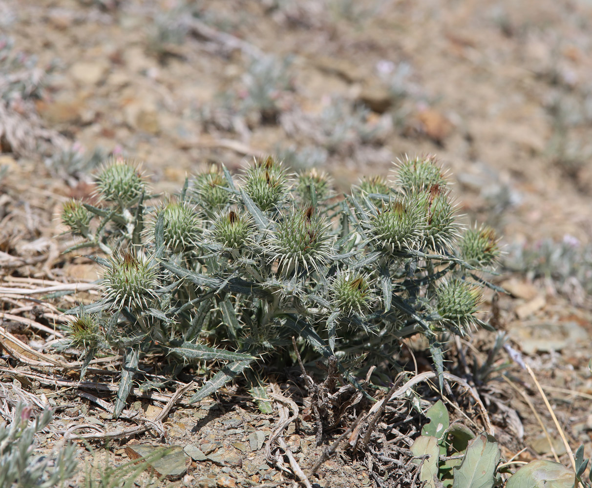 Image of Ancathia igniaria specimen.