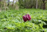 Fritillaria meleagris. Верхняя часть цветущего растения. Санкт-Петербург, Петродворцовый р-н, заказник «Южное побережье Невской Губы», участок «Кронштадтская колония», опушка леса близ побережья Финского залива. 21.05.2022.