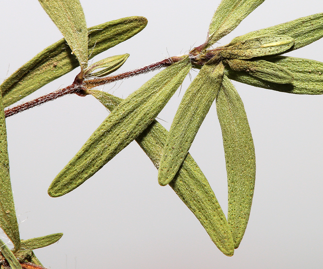 Изображение особи Thymus urussovii.