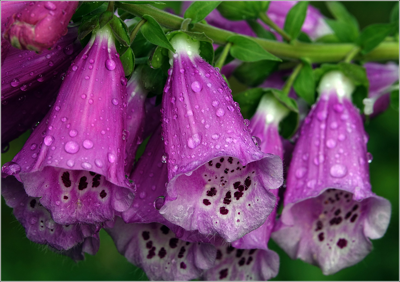 Изображение особи Digitalis purpurea.