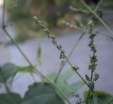 genus Atriplex