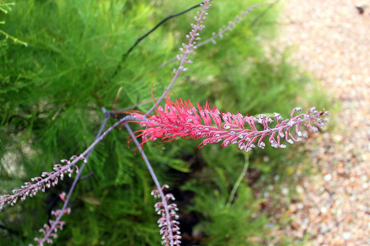 Изображение особи род Grevillea.