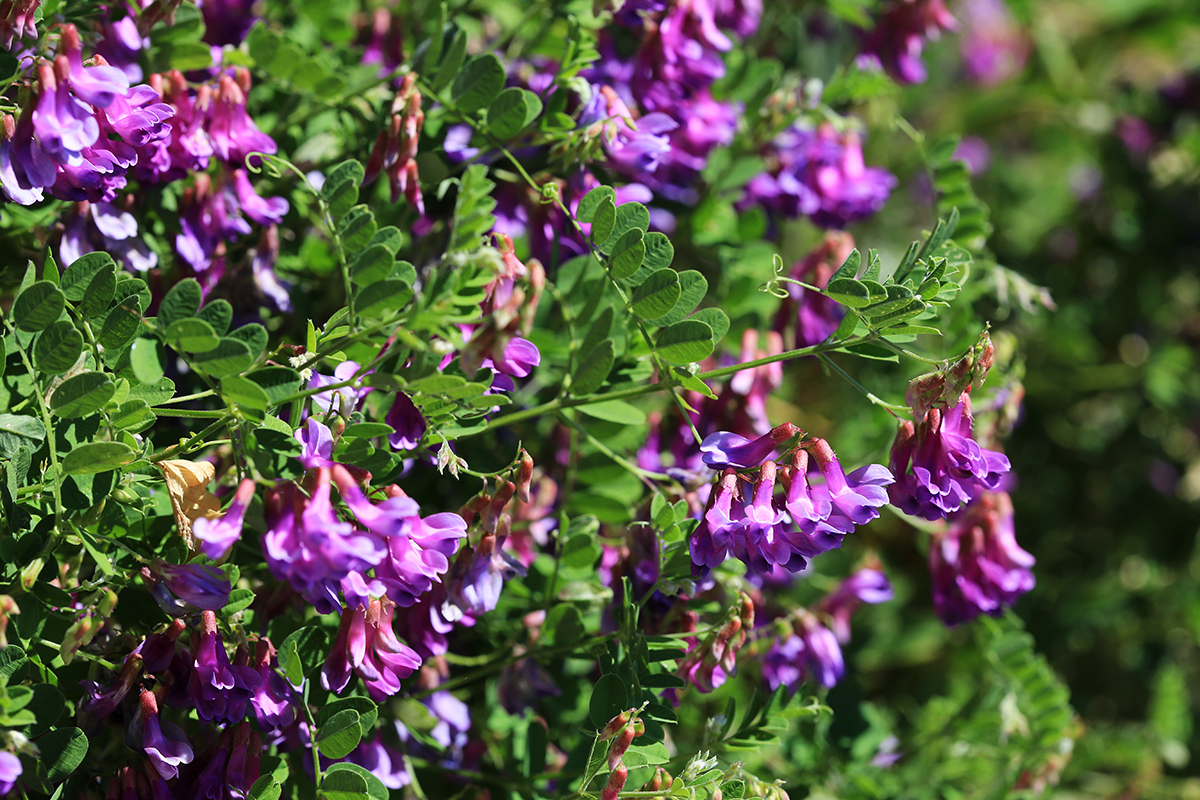 Image of Vicia japonica specimen.