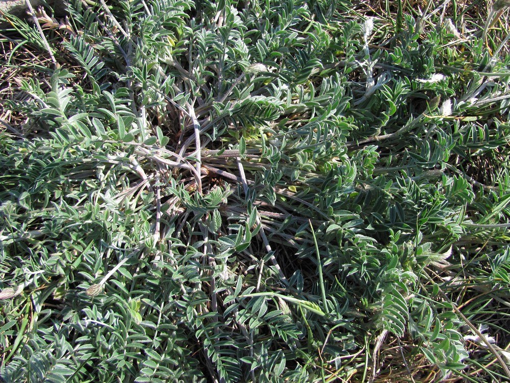Image of Onobrychis jailae specimen.