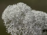 Cladonia stellaris