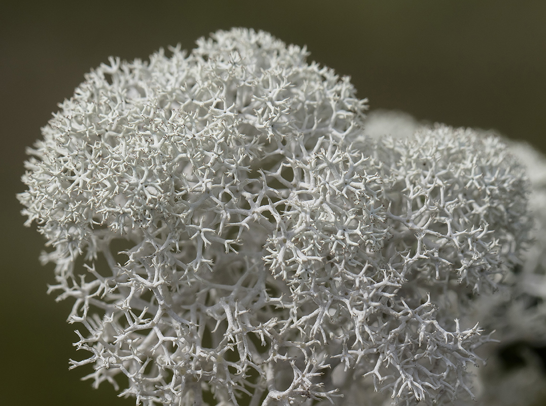 Image of Cladonia stellaris specimen.