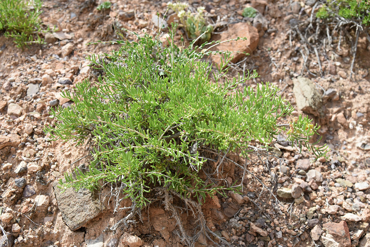 Image of Salsola arbusculiformis specimen.