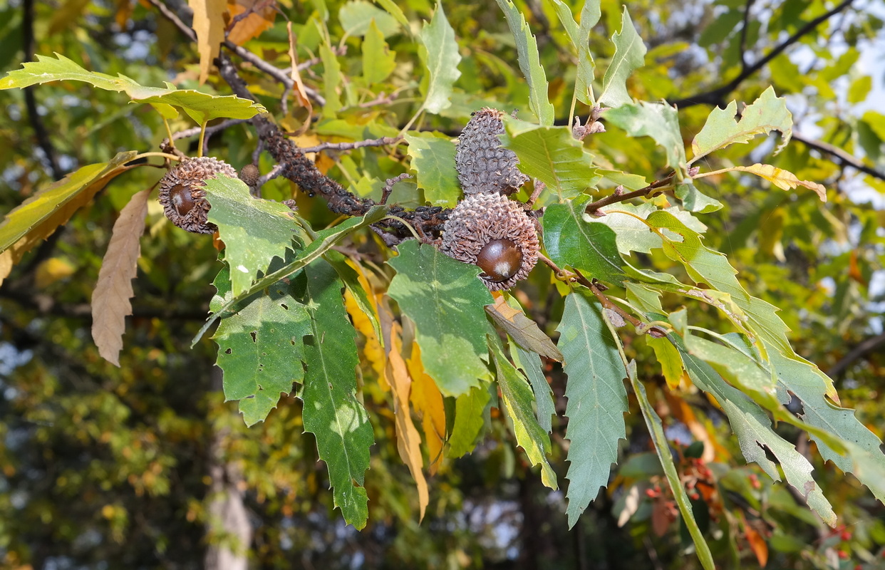 Image of Quercus libani specimen.