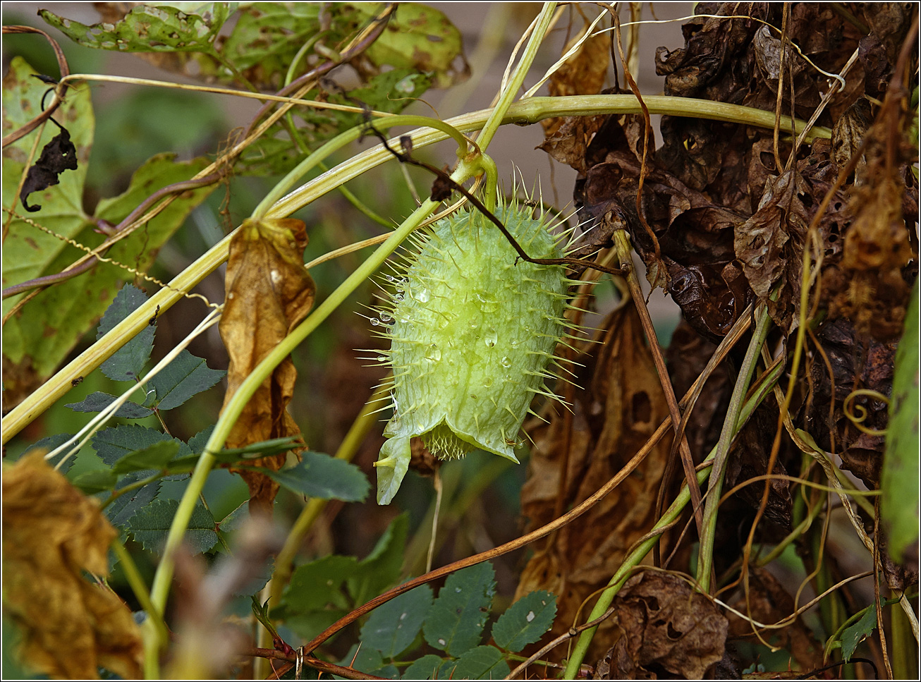 Изображение особи Echinocystis lobata.