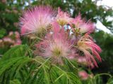 Albizia julibrissin