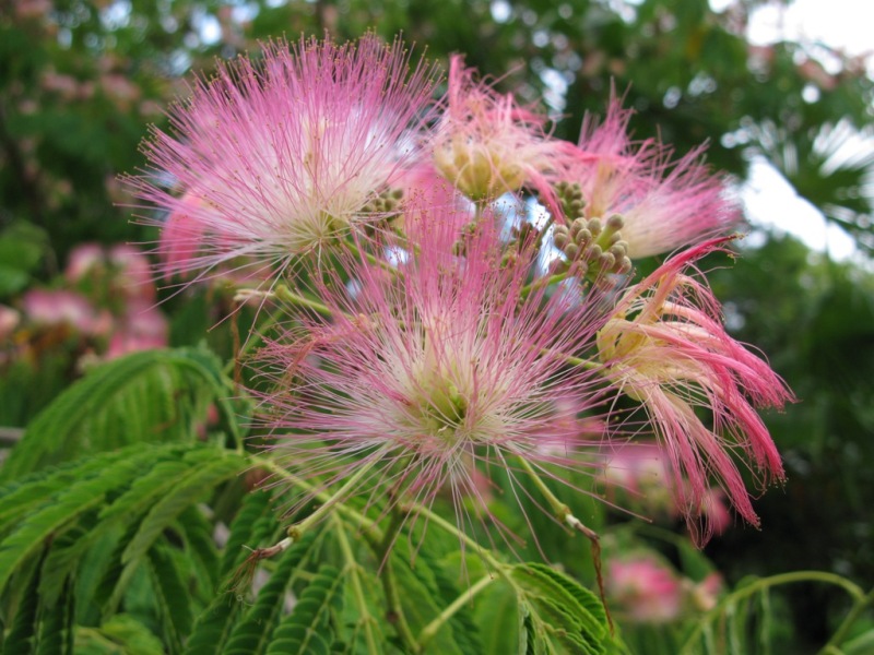 Image of Albizia julibrissin specimen.