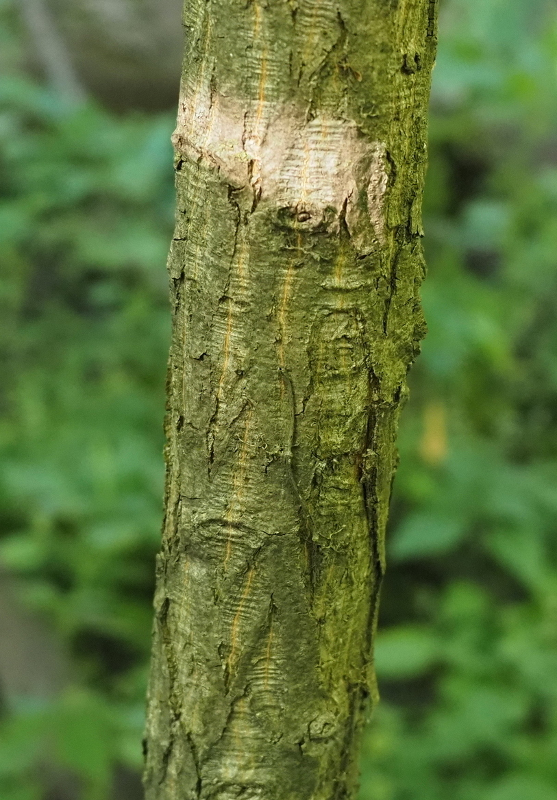 Image of Carya cordiformis specimen.