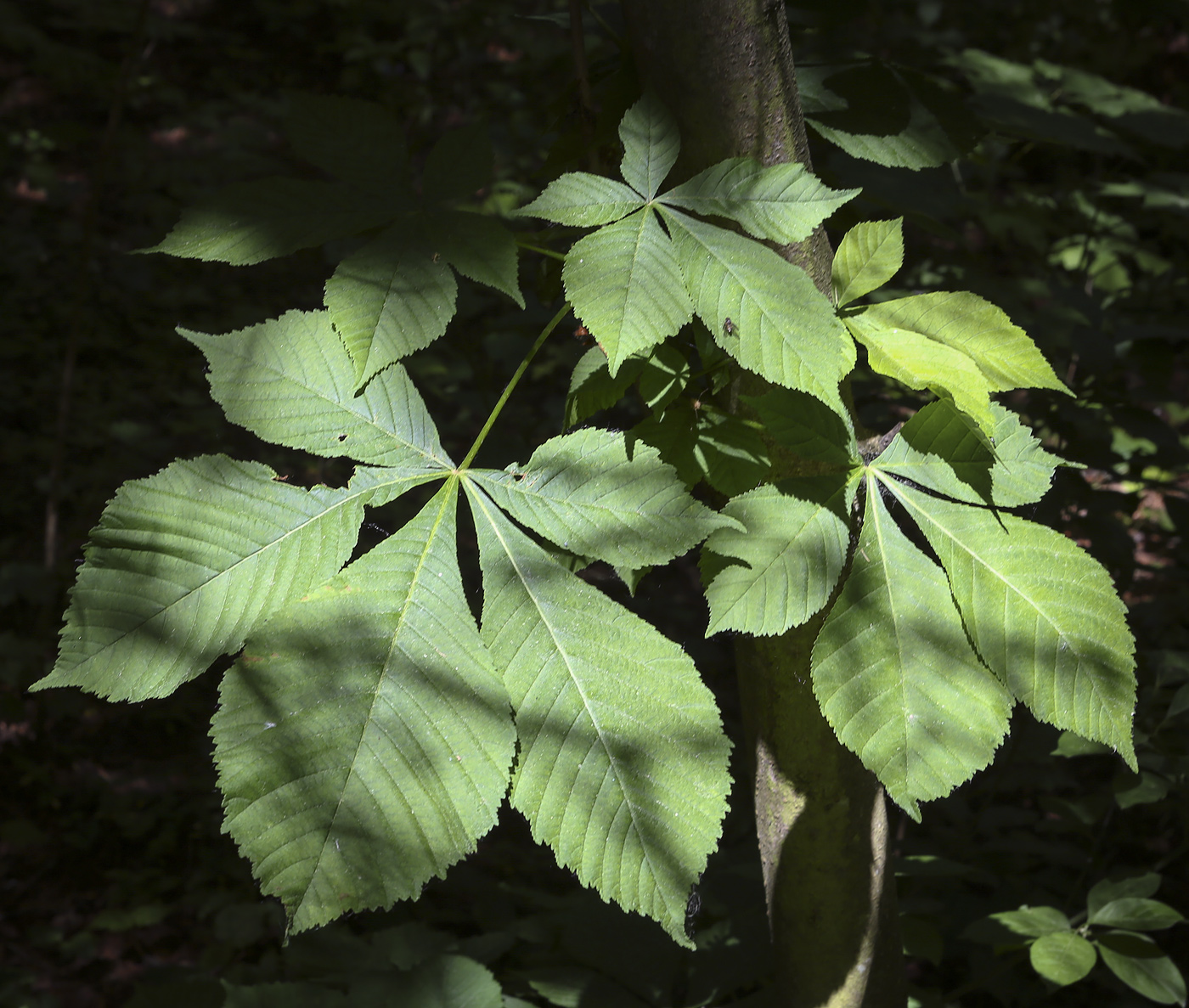 Image of Aesculus hippocastanum specimen.