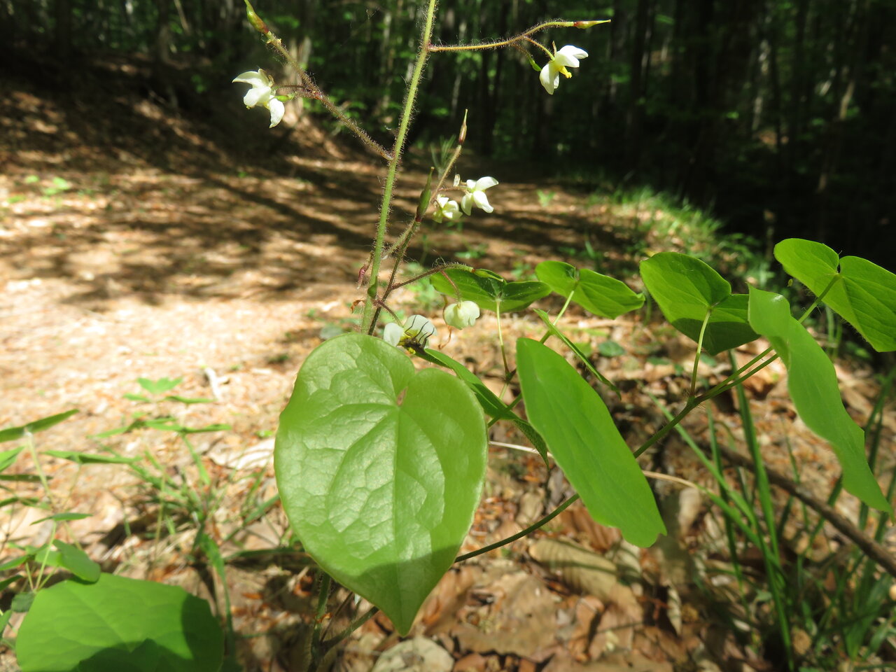 Изображение особи Epimedium pubigerum.