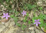 Geranium asphodeloides