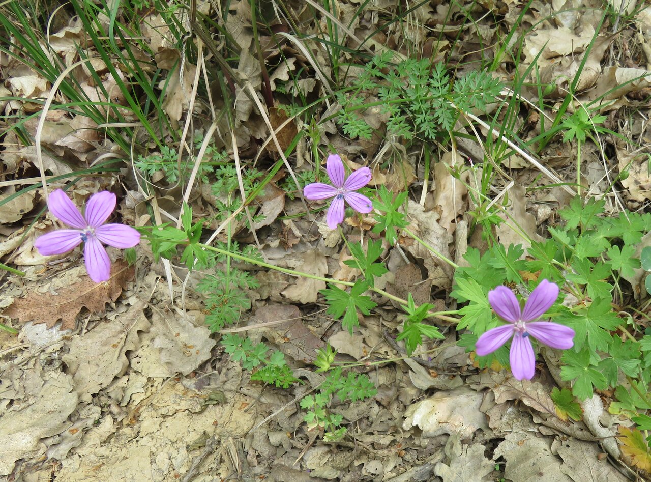 Image of Geranium asphodeloides specimen.