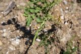genus Cirsium