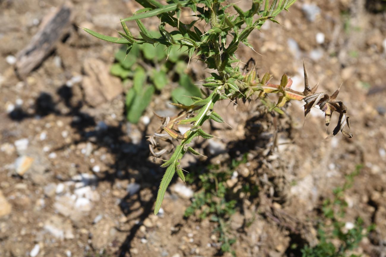 Image of genus Cirsium specimen.