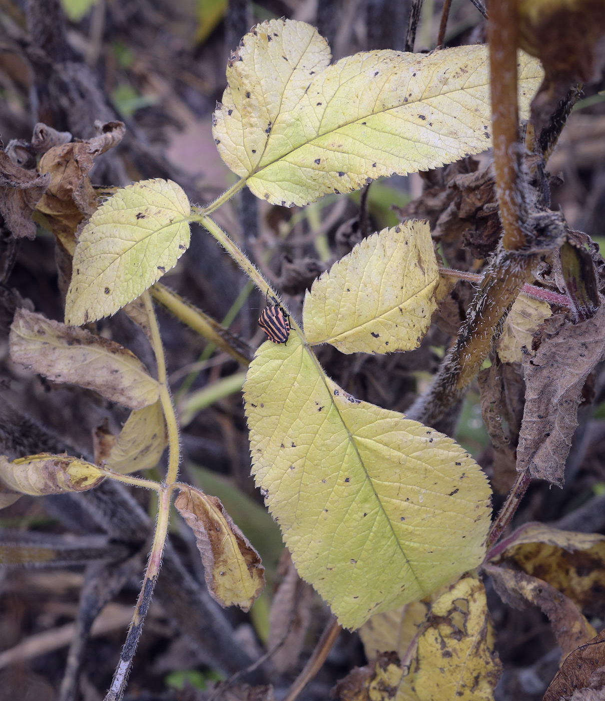 Изображение особи Chaerophyllum aromaticum.