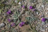 Oxytropis turczaninovii