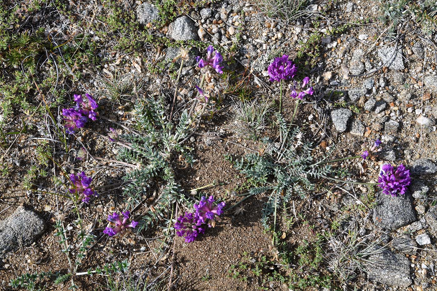 Изображение особи Oxytropis turczaninovii.