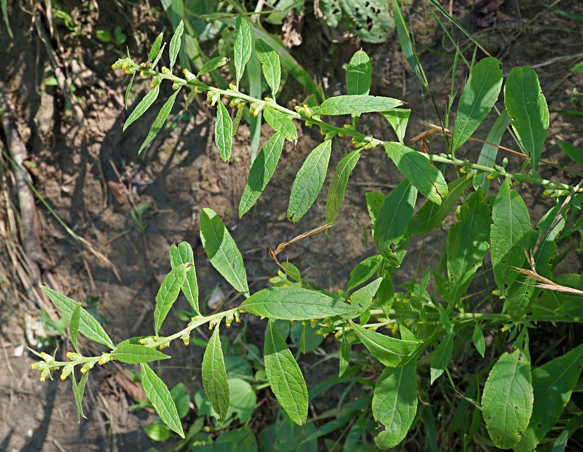 Изображение особи Carpesium abrotanoides.