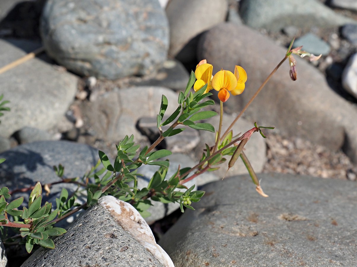 Image of Lotus tenuis specimen.