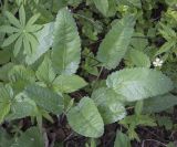 Betonica officinalis. Вегетирующее растение в сообществе с Galium odoratum и цветущей Fragaria vesca. Владимирская обл., окр. г. Александров, опушка в берёзовой роще. 10.06.2022.