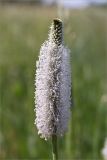 Plantago maxima