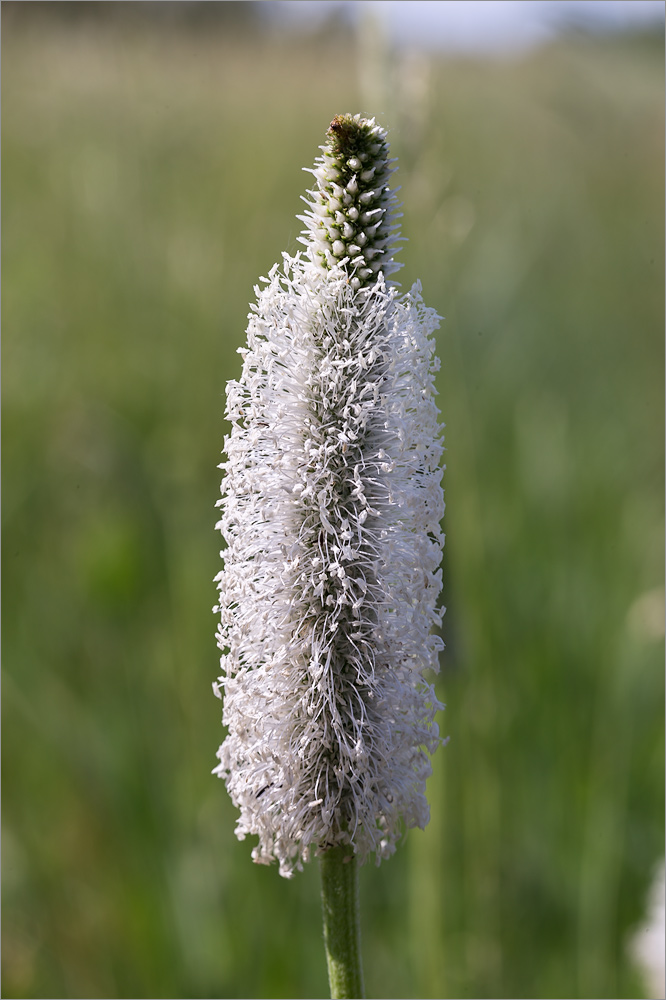 Изображение особи Plantago maxima.