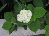 Hydrangea arborescens. Верхушка побега с соцветием. Владивосток, Ботанический сад-институт ДВО РАН. 20 июля 2007 г.