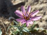 Tragopogon marginifolius