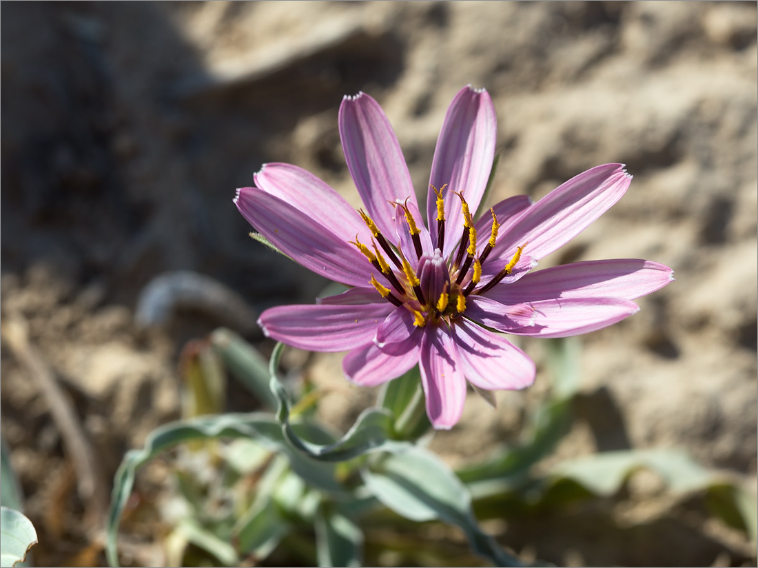 Image of Tragopogon marginifolius specimen.