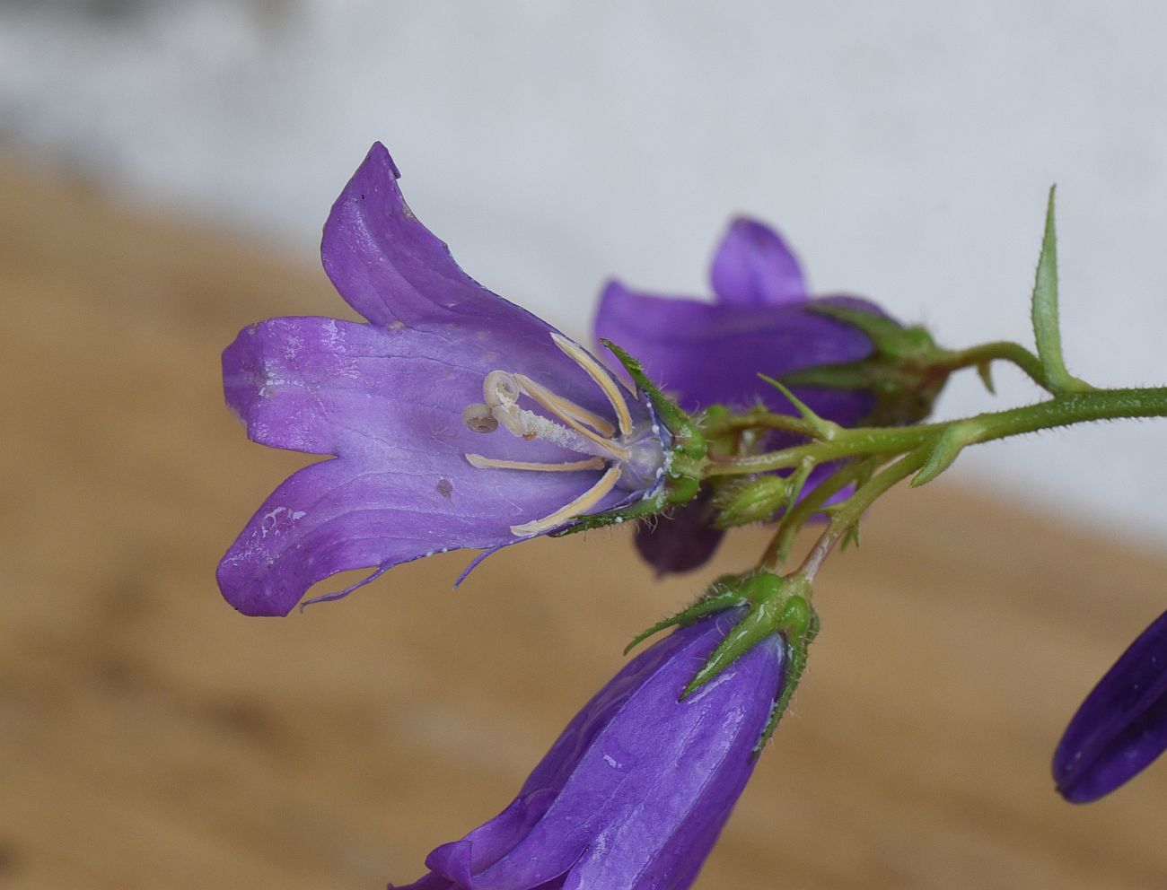 Изображение особи Campanula hohenackeri var. darialica.