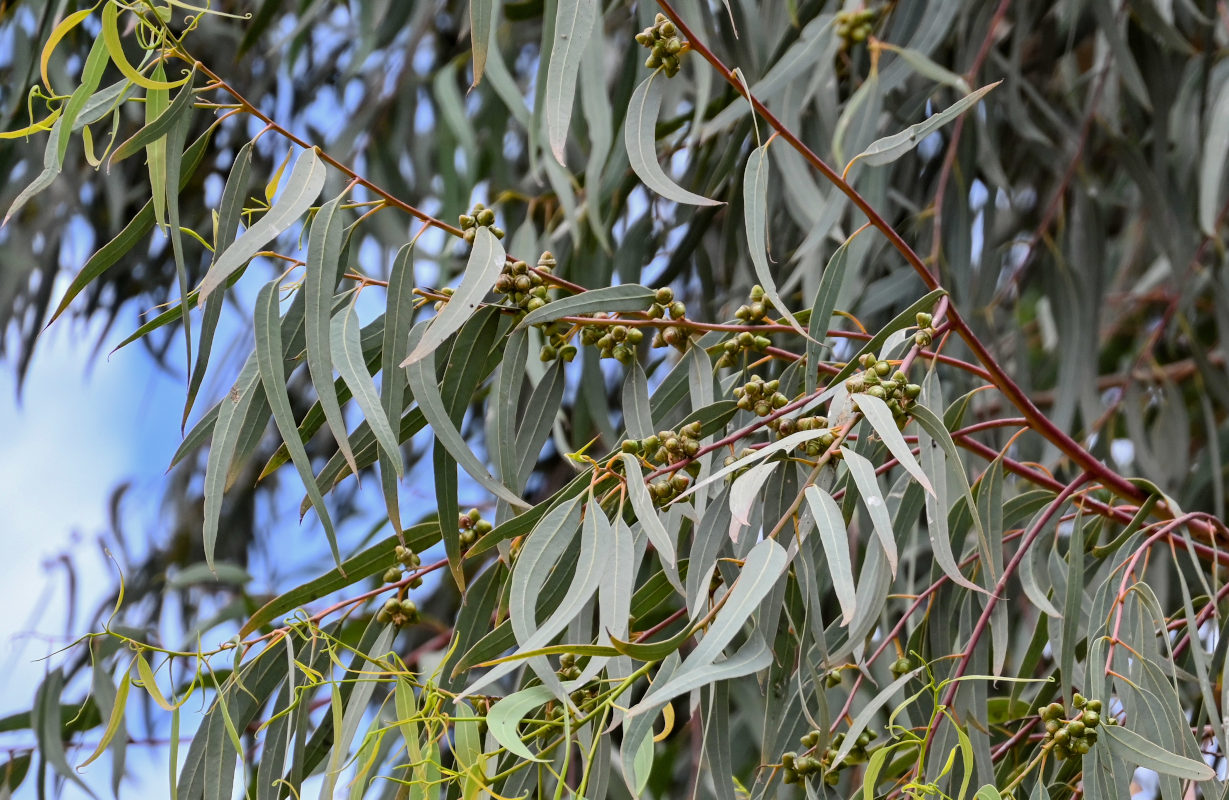 Изображение особи род Eucalyptus.