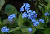 Myosotis sylvatica
