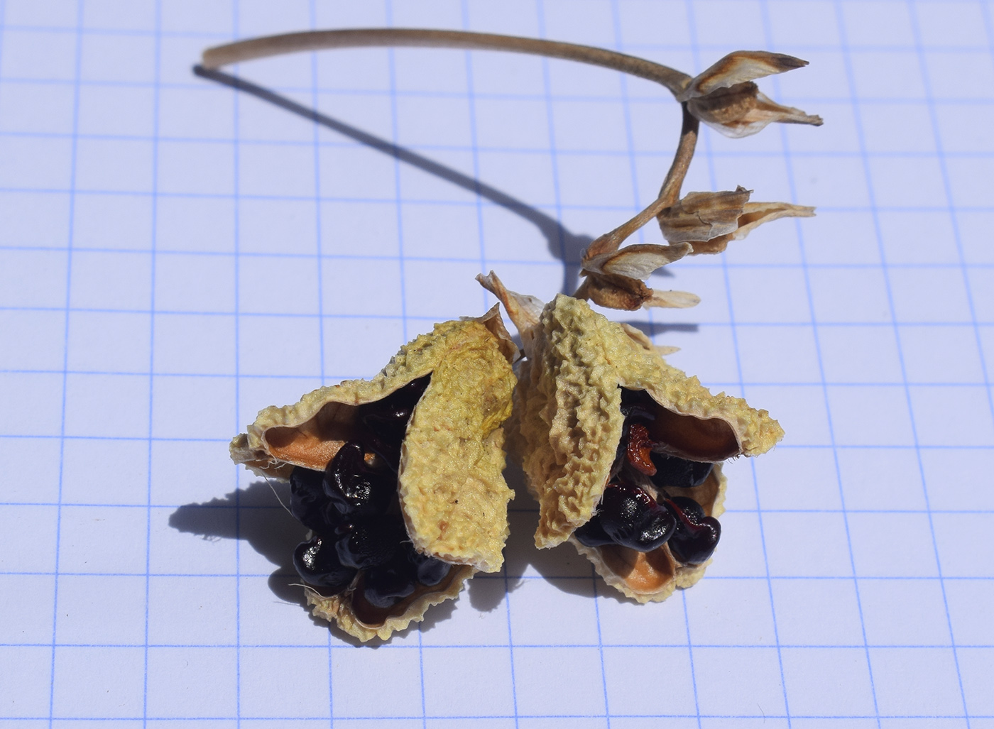 Image of Freesia refracta specimen.