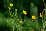 Ranunculus brevirostris